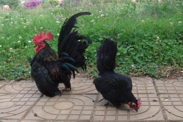 矮腳雞養(yǎng)殖技術(shù)