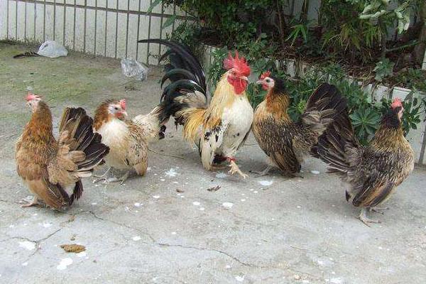 矮腳雞養(yǎng)殖技術(shù)