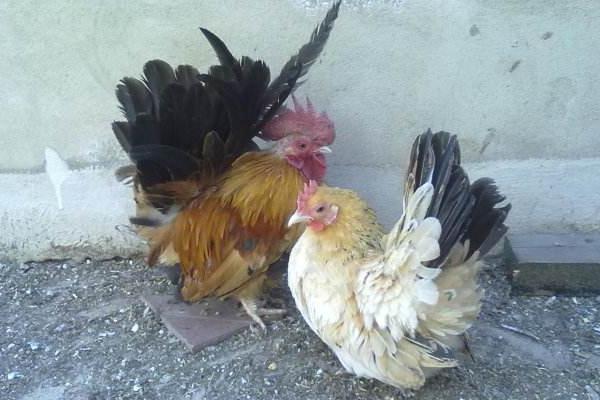 矮腳雞養(yǎng)殖技術(shù)