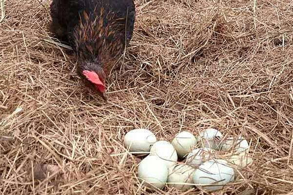 藏雞蛋多少錢一斤