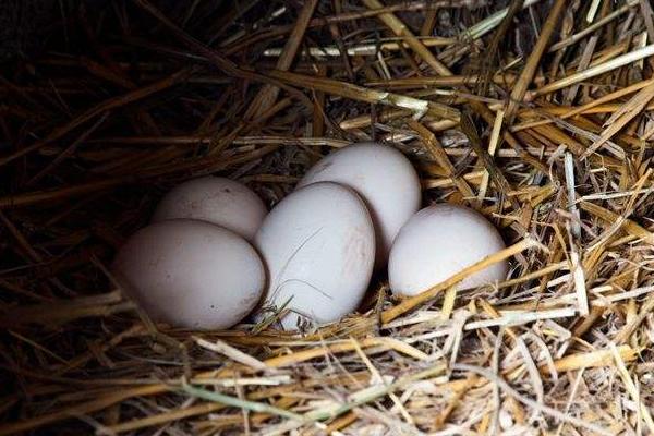 藏雞蛋多少錢一斤