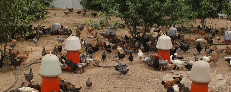 藏雞養殖喂什么