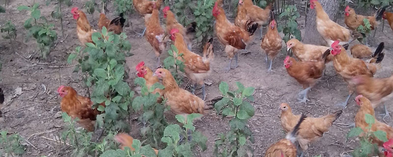 固始雞多少錢一斤