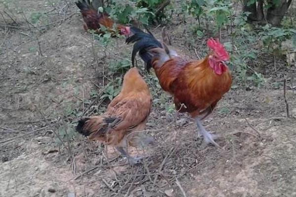 固始雞多少錢一斤