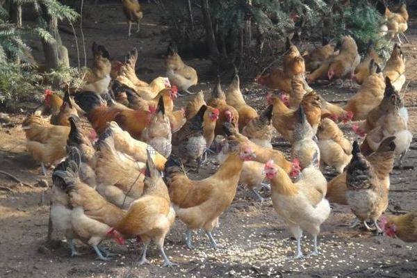 固始雞多少錢一斤