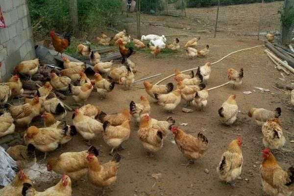 固始雞多少錢一斤