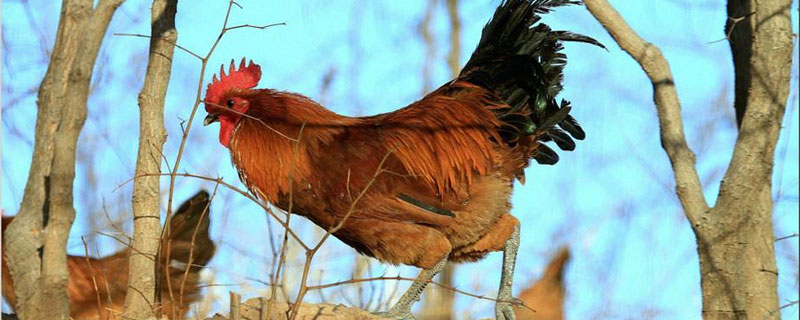 固始雞簡(jiǎn)介