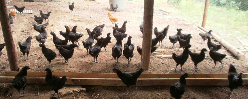 綠殼蛋雞產蛋周期