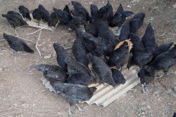 綠殼蛋雞產蛋周期