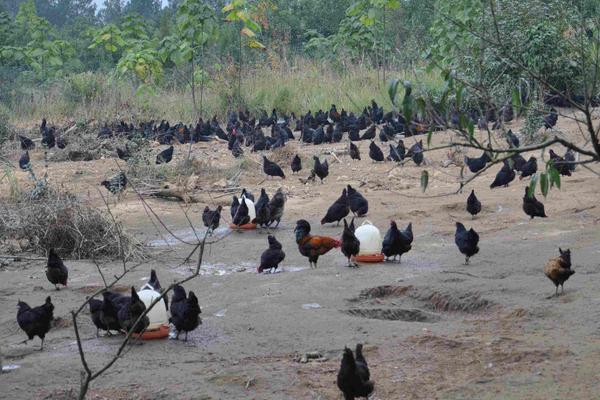 綠殼蛋雞產蛋周期