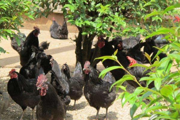 綠殼蛋雞產蛋周期