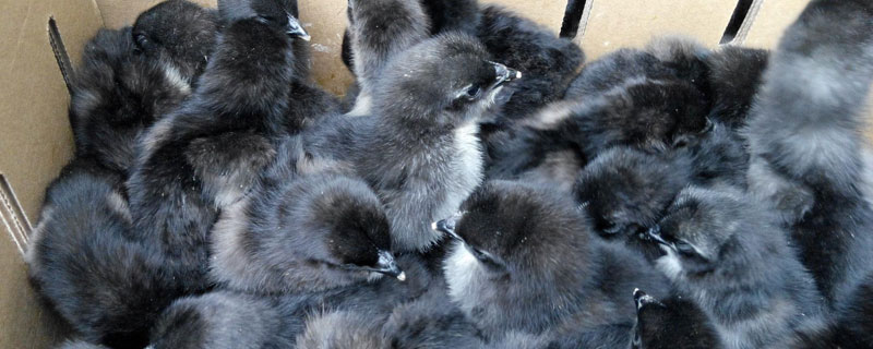 綠殼蛋雞苗哪里有賣