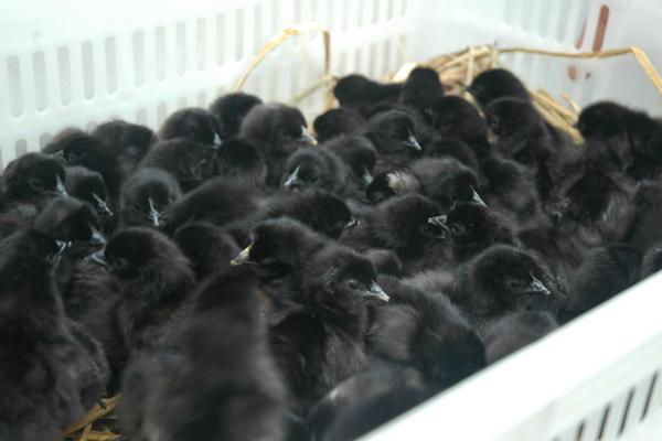 綠殼蛋雞苗哪里有賣