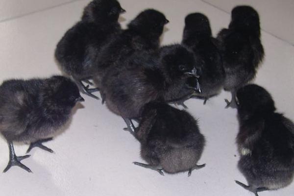 綠殼蛋雞苗哪里有賣