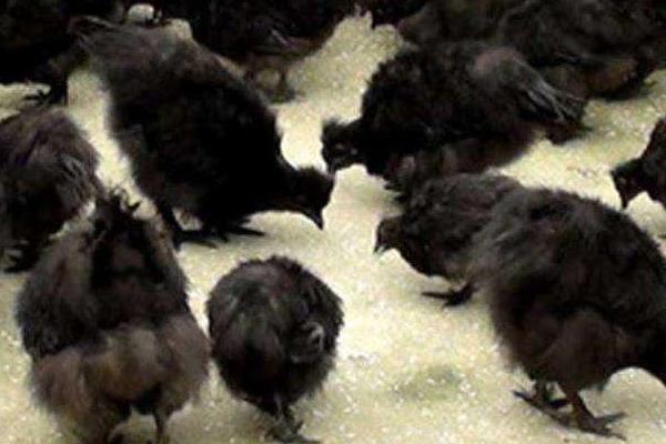 綠殼蛋雞苗哪里有賣