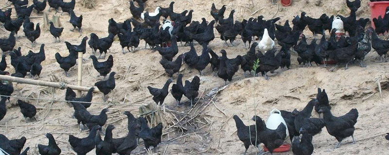 綠殼蛋雞什么時候下蛋