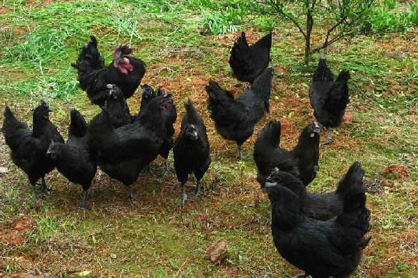 綠殼蛋雞什么時候下蛋