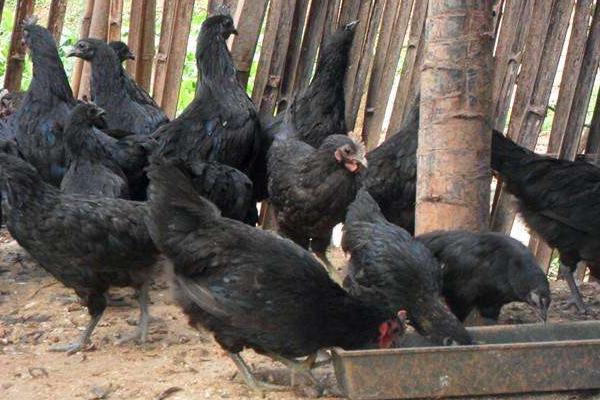 綠殼蛋雞什么時候下蛋