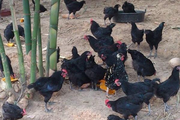 綠殼蛋雞什么時候下蛋