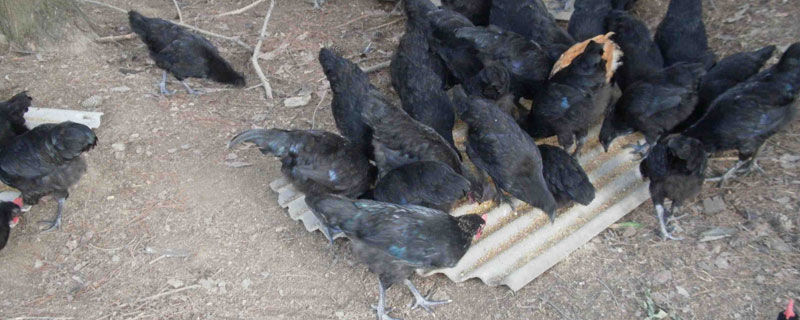 綠殼蛋雞是不是烏骨雞