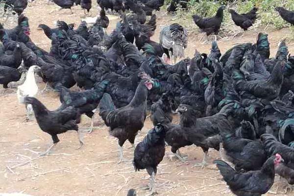 綠殼蛋雞是不是烏骨雞