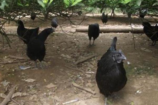 綠殼蛋雞是不是烏骨雞