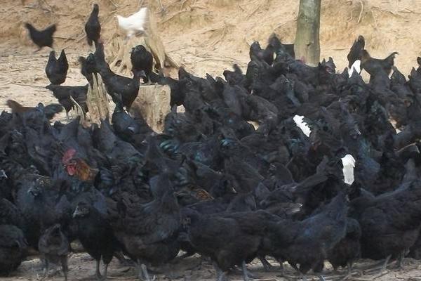 綠殼蛋雞是不是烏骨雞