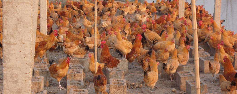 麻黃雞養殖技術