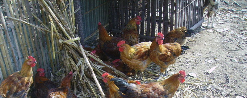 麻雞和老母雞的區(qū)別