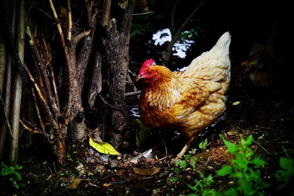 麻雞和老母雞的區別