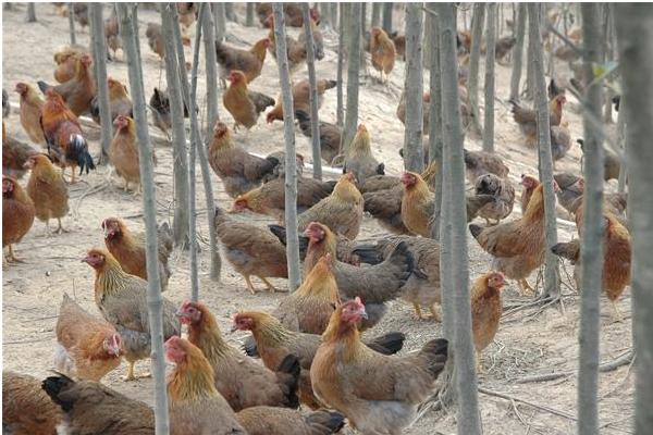 麻雞和老母雞的區別