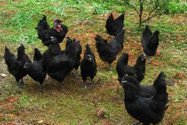 散養綠殼蛋雞500只利潤