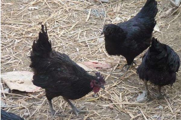 散養(yǎng)綠殼蛋雞500只利潤