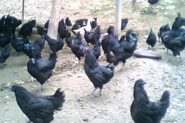 散養(yǎng)綠殼蛋雞500只利潤