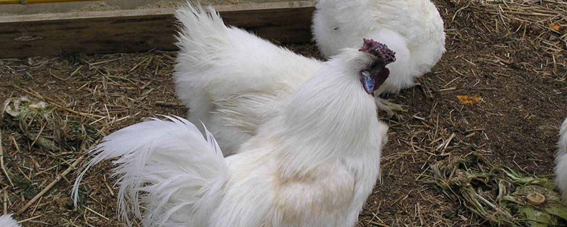 絲羽烏骨雞怎么分公母