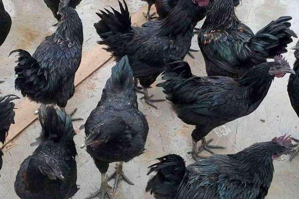 綠殼蛋雞可以籠養嗎