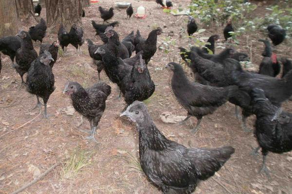 綠殼蛋雞可以籠養嗎