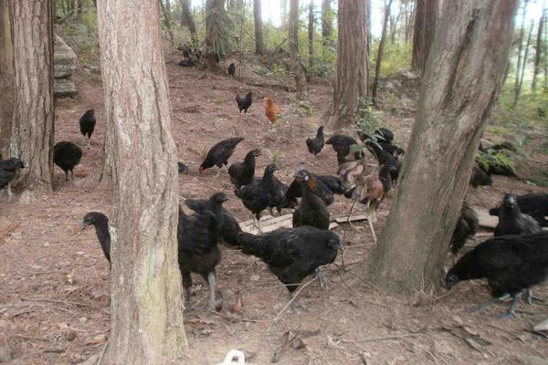 綠殼蛋雞可以籠養嗎