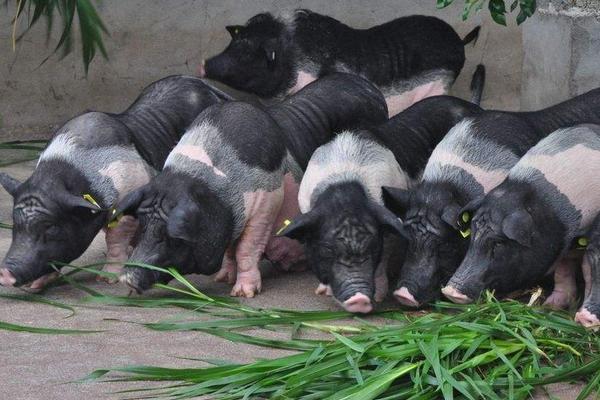 春季養(yǎng)豬注意事項