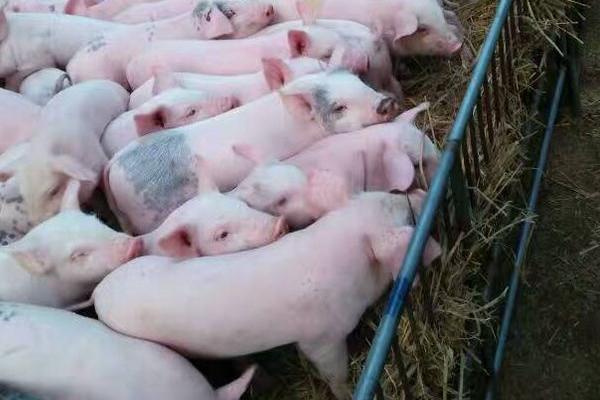 春季養(yǎng)豬注意事項