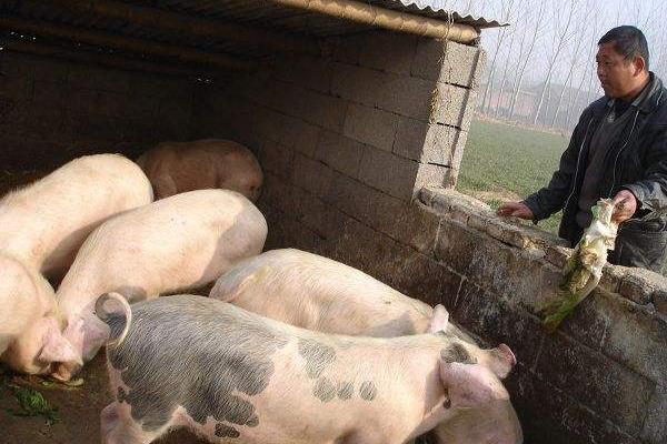 春季養(yǎng)豬注意事項