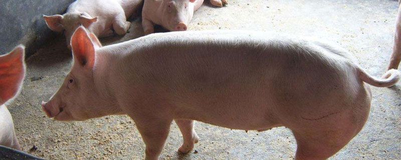 農村養豬30頭賺多少錢