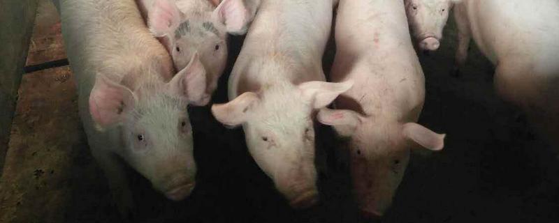 春季養豬應防哪些病