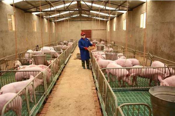 春季養豬應防哪些病