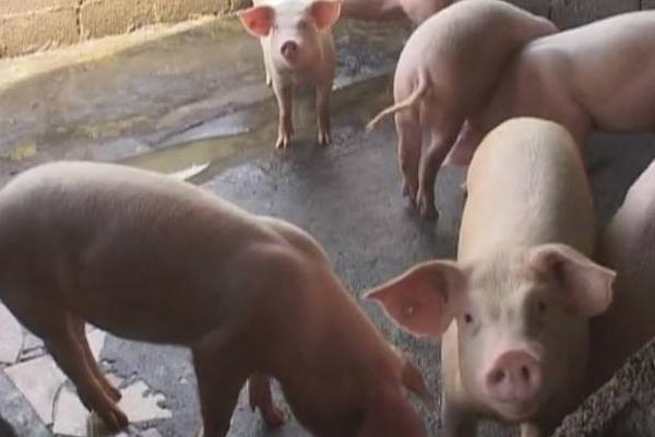 春季養豬應防哪些病