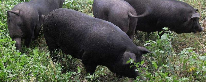 三元豬和土豬哪個好