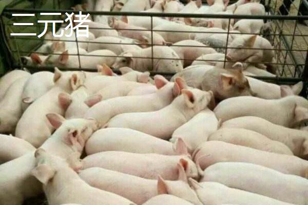 三元豬和土豬哪個(gè)好
