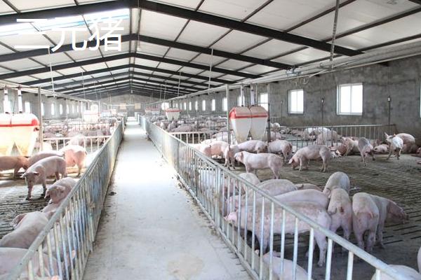 三元豬和土豬哪個(gè)好