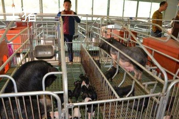 三元豬和土豬哪個(gè)好