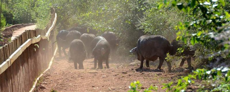 土豬和黑豬的區別